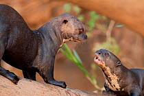 Two Giant River Otters (Pteronura brasiliensis) playing on a log. Parana, Southern Brazil.