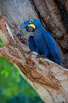 Hyacinth Macaw (Anodorhynchus hyacinthinus) with open beak. Parana, Southern Brazil.