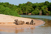 Capivara / Capibara (Hydrochoerus hydrochaeris) family resting on river sand bank. Piquiri River, Parana, Southern Brazil.