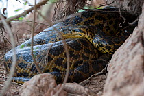 Large Yellow Anaconda (Eunectes notaeus) resting. Parana, Southern Brazil.