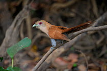 Little Cuckoo (Coccyua minuta) perched. Parana, Southern Brazil.