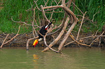 Toco Toucan (Ramphastos toco) need to drink from the river in the dry season, exposing themselves to predation. Parana, Southern Brazil.