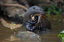 Giant River Otter (Pteronura brasiliensis) feeding on an eel while Great Kiskadee (Pitangus sulphuratus) scavenges for scraps. Parana, Southern Brazil.
