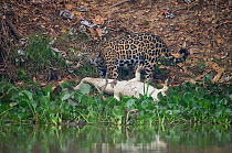 Female Jaguar (Panthera onca) with Jacare Caiman prey. Parana, Southern Brazil.