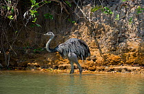 Greater Rhea (Rhea americana) entering water to cross the river. Parana, Southern Brazil.