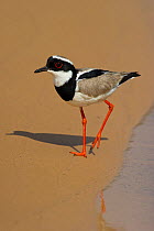 Pied Lapwing / Plover (Vanellus cayanus) walking on river sands. Parana, Southern Brazil.