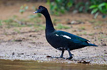 Muscovy Duck (Cairina moschata) on river bank. Parana, Southern Brazil.