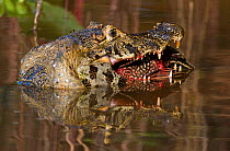 Jacare / Yacare Caiman (Caiman crocodilus yacare) feeding on large fish. Parana, Southern Brazil.
