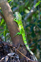 Green Iguana (Iguana iguana) on tree. Parana, Southern Brazil.