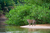 Female Jaguar (Panthera onca) on river bank. Parana, Southern Brazil.