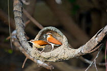 Pale-legged Hornero (Furnarius leucopus) male and female birds building their mud nest on a branch. Parana, Southern Brazil.