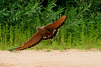 Savanna Hawk (Buteogallus meridionalis) taking flight. Parana, Southern Brazil.
