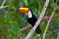 Toco Toucan (Ramphastos toco) perching with  open beak. Parana, Southern Brazil.