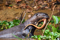 Giant River Otter (Pteronura brasiliensis) with eel prey in its mouth. Parana, Southern Brazil.