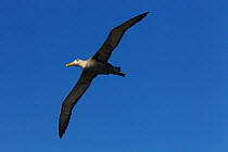 Waved Albatross (Phoebastria irrorata) in flight, soaring, Galapagos, Critically endangered