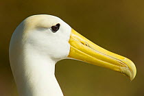 Waved albatross (Phoebastria irrorata) head portrait, Galapagos, Critically endangered