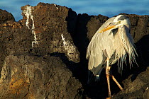 Great blue heron (Ardea herodias) on rocky shore, Galapagos