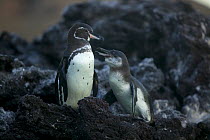 Galapagos penguin (Spheniscus mendiculus) with chick, Galapagos, Endangered species