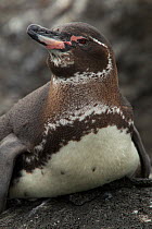 Galapagos penguin (Spheniscus mendiculus) portrait, Galapagos, Endangered species
