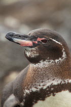 Galapagos penguin (Spheniscus mendiculus) portrait, Galapagos, Endangered species