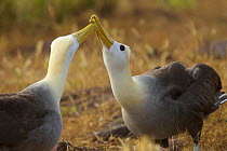 Waved albatross (Phoebastria irrorata) pair demonstrating beak clapping behaviour, Espanola Island, Galapagos, Critically endangered