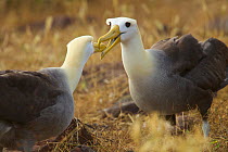Waved albatross (Phoebastria irrorata) pair demonstrating beak clapping behaviour, Espanola Island, Galapagos, Critically endangered