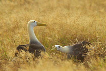 Waved albatross (Phoebastria irrorata) pair demonstrating mating behaviour, Espanola Island, Galapagos, Critically endangered