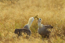 Waved albatross (Phoebastria irrorata) pair demonstrating mating behaviour, Espanola Island, Galapagos, Critically endangered