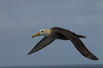 Waved Albatross (Phoebastria irrorata) in flight, Galapagos, Critically endangered