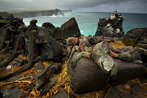 Marine Iguanas (Amblyrhynchus cristatus) on the south coast of Espanola Island, Galapagos, Vulnerable species