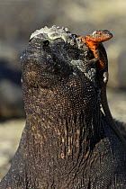 Marine iguana (Amblyrhynchus cristatus) with a Lava lizard (Microlophus albemarlensis) on its head, Galapapos, Vulnerable species