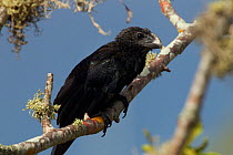 Smooth-billed ani (Crotophaga ani) perched, Galapagos
