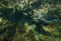 Galapagos penguin (Spheniscus mendiculus) swimming off the coast of Bartolomew Island, Galapagos, Endangered species