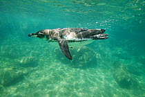 Galapagos penguin (Spheniscus mendiculus) swimming underwater off the coast of Bartolomew Island, Galapagos, Endangered species