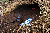Bower of Vogelkop Bowerbird (Amblyornis inornata) with bower decorations including plastic and battery casings. Nov 2004