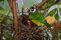 Green catbird (Ailuroedus crassirostris maculosus) on its nest, with hungry chick. Rainforest of the Paluma Range National Park, Queensland, Australia, Dec 2004