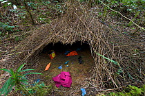 Bower of a Vogelkop Bowerbird (Amblyornis Inornatus) decorated with natural and man-made objects. West Papua, Indonesia, Dec 2004