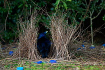Satin Bowerbird (Ptilonorhynchus violaceus) male at his bower with many blue plastic decorations. Lamington National Park, Queensland, Australia, August 2008
