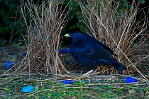 Satin Bowerbird (Ptilonorhynchus violaceus) male at his bower, which is decorated with many blue plastic items. Lamington National Park, Queensland, Australia, August 2008 Not available for ringtone/w...