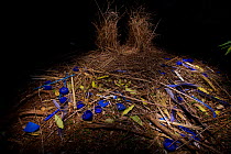 Bower of a Satin Bowerbird (Ptilonorhynchus violaceus), decorated with many blue plastic items including bottlecaps, and blue feathers of the Crimson Rosella parrot. Lighting done by light-painting wi...