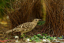 Great Bowerbird (Chlamydera nuchalis) male at his bower decorated with green fruit and shells. James Cook University Campus, Townsville, Queensland, Australia, August 2008