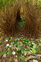 Great Bowerbird (Chlamydera nuchalis) bower with green fruit and other decorations. James Cook University Campus, Townsville, Queensland, Australia, August 2008