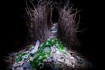 Great Bowerbird (Chlamydera nuchalis) bower with green glass, plastic toy elephant, toy soldier, and other decorations. Photographed at night by light painting with flashlight/torch. Townsville, Queen...