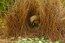 Great Bowerbird (Chlamydera nuchalis) male in his bower. The bower has various green and white and some red decorations including green fruits and various manmade objects. Located on the campus of Jam...