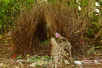 Great Bowerbird (Chlamydera nuchalis) male in front of his bower bowing and showing his pink crest to encourage the female (visible through the bower) to enter it. A young male watches. Bower is deco...