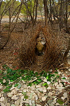 Great Bowerbird (Chlamydera nuchalis) male at his bower decorated with green glass, white plastic, grey plastic, and other decorations. This bower is very close to a road visible behind. James Cook Un...