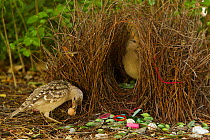 Great Bowerbird (Chlamydera nuchalis) male displaying to a female who has entered his bower. He holds one of his prize decorations (a brown fruit) in his beak. The bower has green and white and some r...