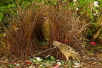 Great Bowerbird (Chlamydera nuchalis) male displaying to a female who has entered his bower. He holds one of his prize decorations (a piece of grey plastic) in his beak. The bower has green and white...