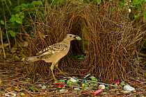 Great Bowerbird (Chlamydera nuchalis) male poses holding a green fruit decoration in his beak to lure a nearby female to his bower. The bower has green and white and some red decorations including gre...