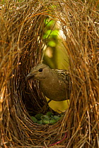 Great Bowerbird (Chlamydera nuchalis) male in his bower. The center of the bower avenue is decorated with green fruits. Located on the campus of James Cook University, Townsville, Queensland, Australi...